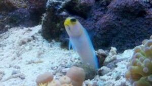Yellowhead Jawfish