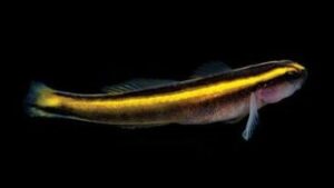 Yellowline Goby
