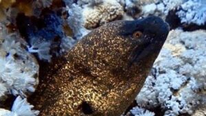 Yellowmargin Moray