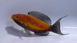 Yellowstripe Anthias