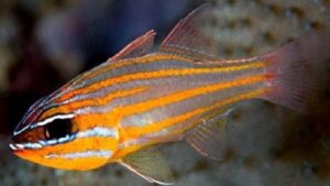 Yellowstriped Cardinalfish