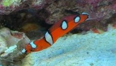 Red Coris Wrasse