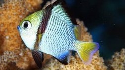 Yellowtail Dascyllus