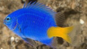 Yellowtail Demoiselle