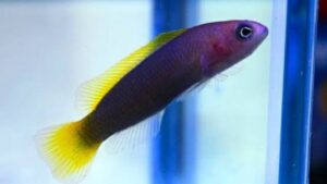 Yellowtail Reef Basslet