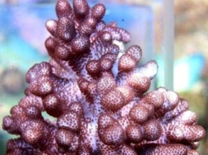 Young Blushing Finger Leather Coral