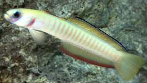 Zebra Barred Dartfish