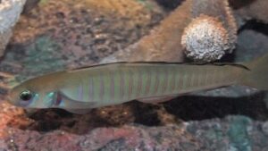 Zebra Goby