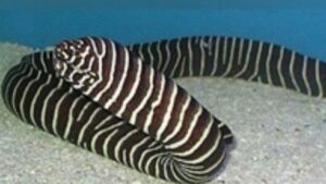 Zebra Moray Eel