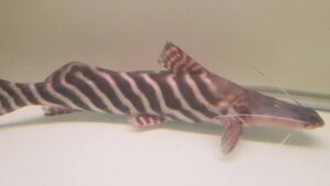Zebra Shovelnose
