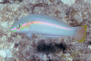 Zigzag Wrasse