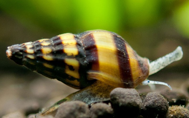 Assassin Snail