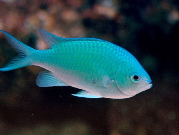 Blue Green Chromis