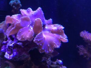 Cabbage Leather Coral