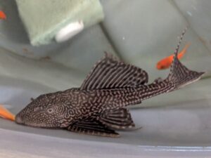 Common Pleco L