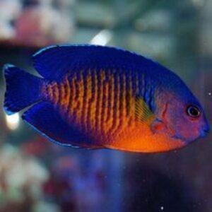 Coral Beauty Angelfish