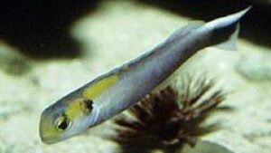 Fourmanoirs Tilefish