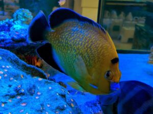 Goldflake Angelfish