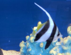 Schooling Bannerfish