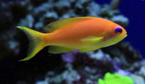 Indian Ocean Lyretail Anthias