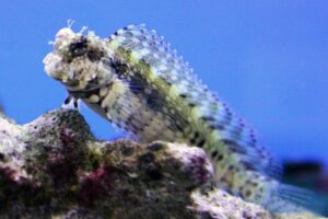 Algae Blenny