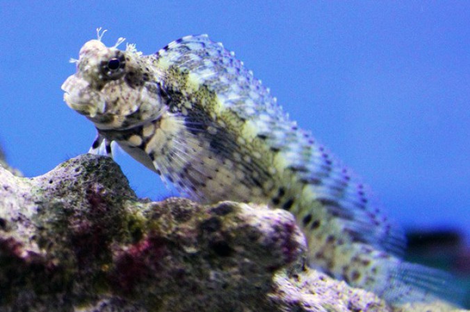 Algae Blenny