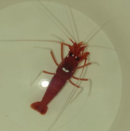 THE EASY CLEANER SHRIMP TO HAVE  IN YOUR TANK