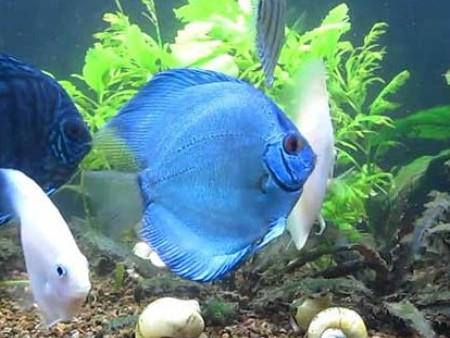 Blue Diamond Discus