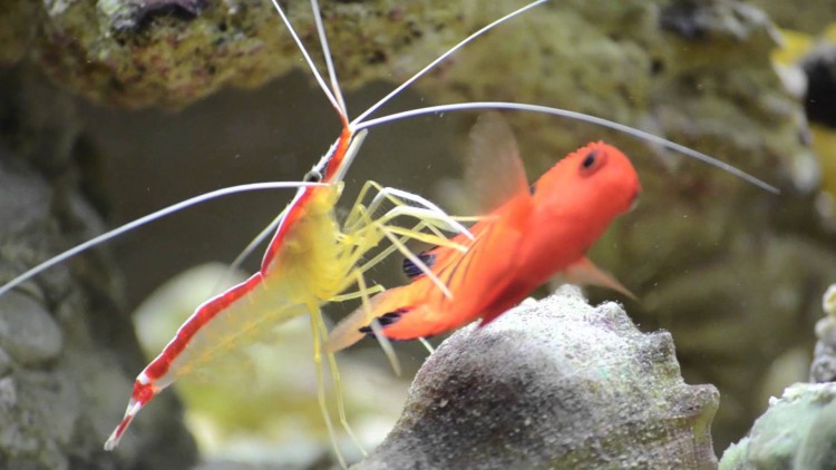 Scarlet Skunk Cleaner Shrimp