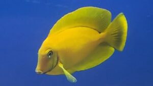 Mimic Lemon Peel Tang