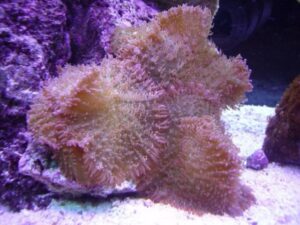 Hairy Mushroom Rhodactis