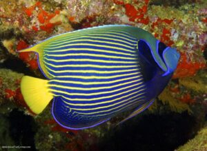Emperor Angelfish