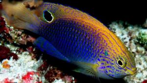 Ocellate Damselfish