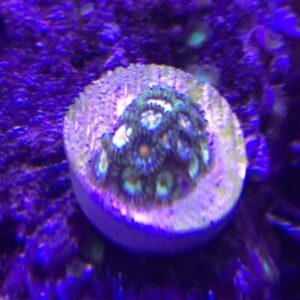 Pinwheel Zoas