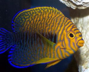 Potter’s Angelfish