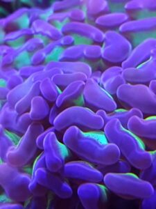 Purple Tip Green Hammer