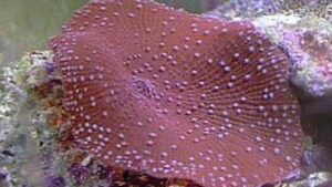 Spotted Mushroom Actinodiscus