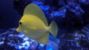 Yellow Tang