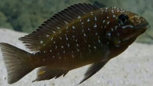 Threadfin Cichlid