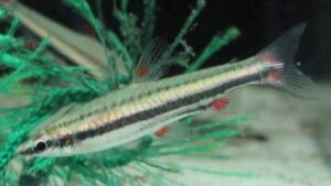 Three Lined Pencilfis