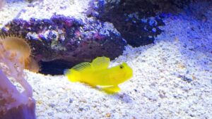 Yellow Prawn Goby