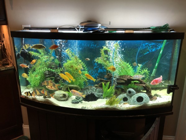 How To Set Up An Aquarium