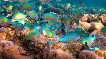 Saltwater Blue Green Chromis Fish