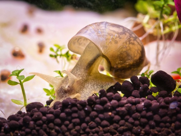 5 Snails That Are Good For Your Aquarium