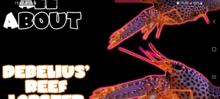 All About the Debelius Reef Lobster: A Complete Care Guide