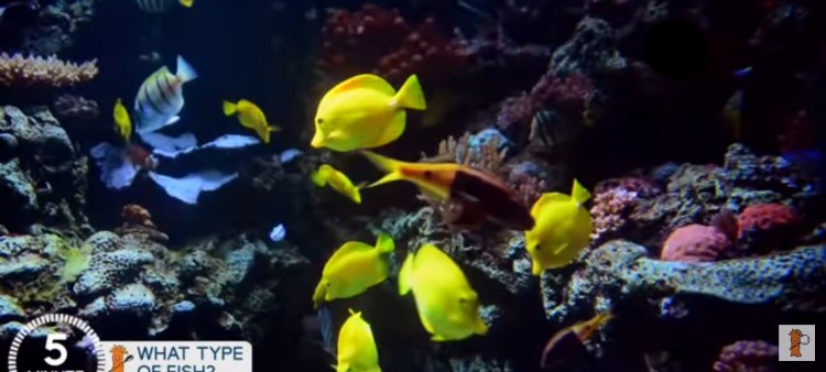 Top 5 Utilitarian Fish for Your Saltwater Tank