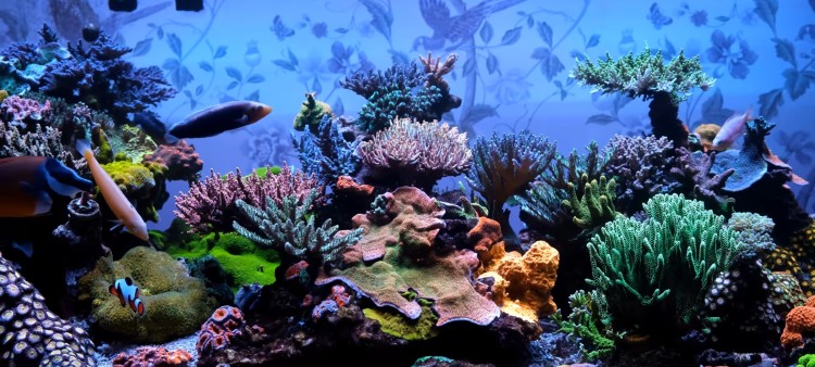 The 8 Most Expensive Fish in Marine Aquarium Hobby
