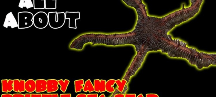 Knobby Fancy Brittle Sea Star: Complete Care Guide