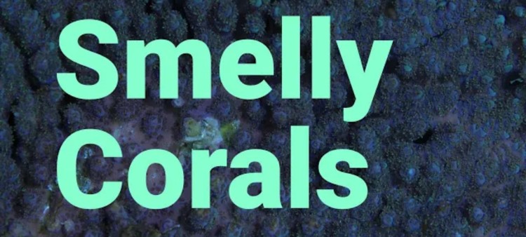 Do Corals Change How They Smell When They are Under Stress?
