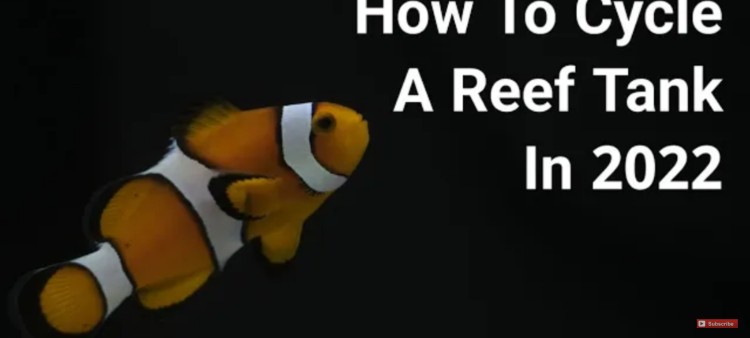 A Guide to Cycling A Saltwater Aquarium in 2022- Quickly & Easily